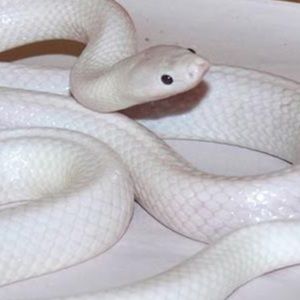 Meet your Posher, Kat